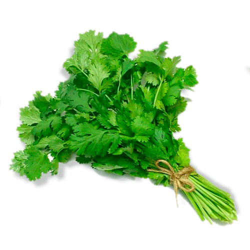 CILANTRO ORGANICO pqte.