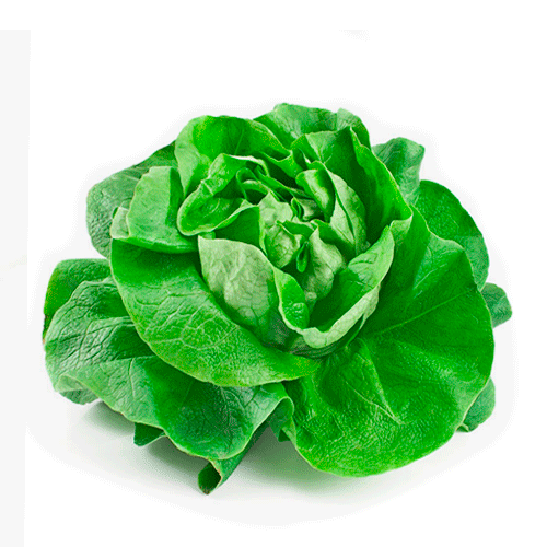 Lechuga española