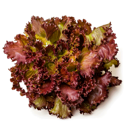 LECHUGA MORADA 1 UND