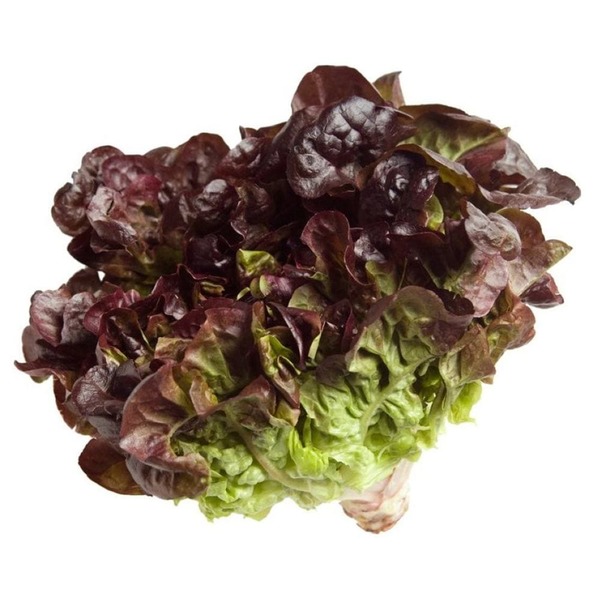LECHUGA HIDROPONICA MORADA 1 UND
