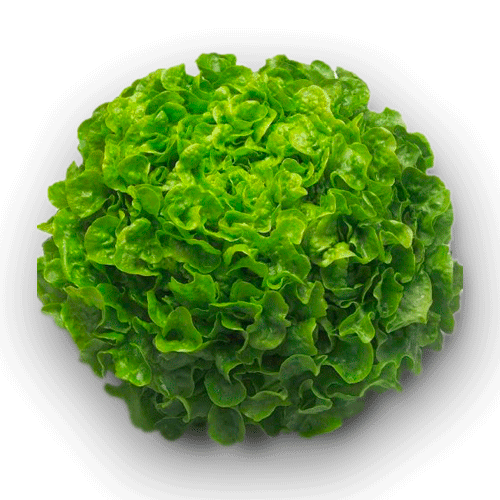 LECHUGA MARINA 3UND